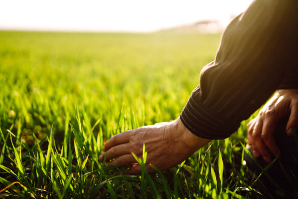 istock Farmer checking his crops on an agriculture field. 1241492725