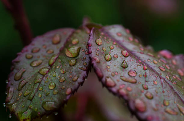istock Beautiful rose petals in the morning dew. 1241501154