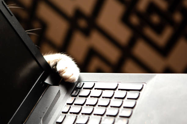 istock Cat paws on the computer. Work in the office at the laptop. 1241501710