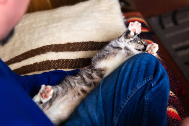 istock Man plays with cat at home. 1241501724