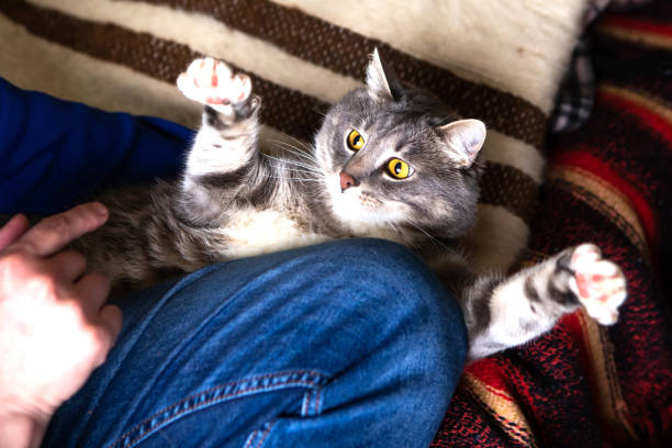 istock Man plays with cat at home. 1241502253