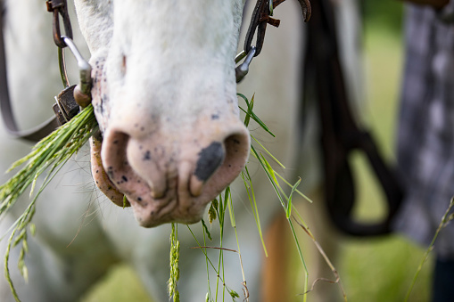 Close-up of White Horse Eating Grass.