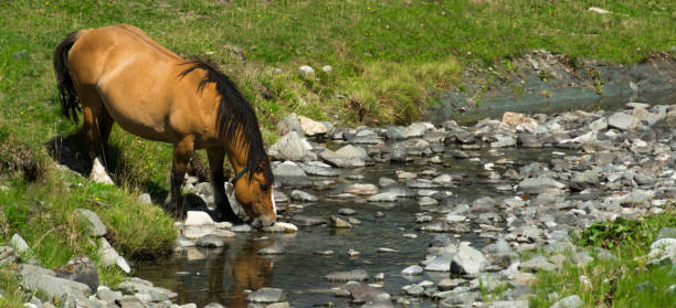 istock Horse drinking in a creek in the Pyrenees 1241508540