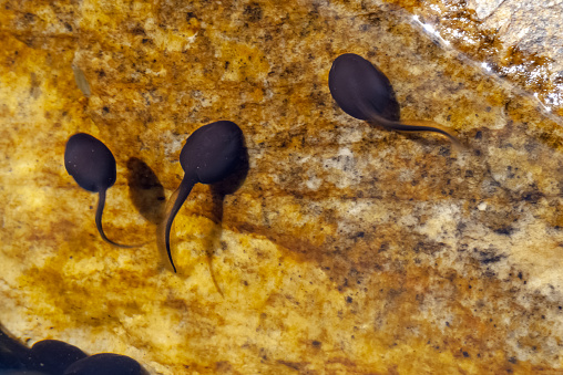 Tadpoles swimming by riverside, Serra do Cipo National Park, Minas Gerais, Brazil