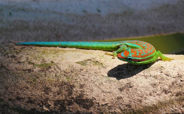 istock Ornate Day Gecko from Mauritius 1241513008
