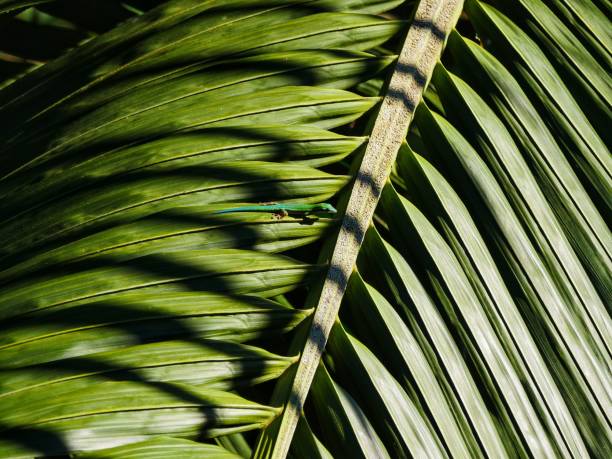 istock Ornate Day Gecko from Mauritius 1241515192