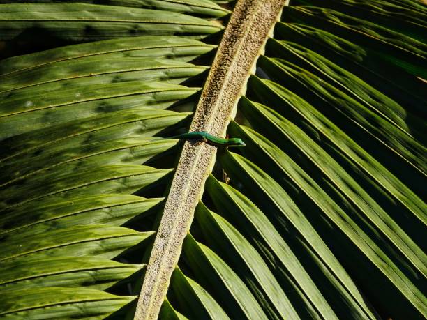 istock Ornate Day Gecko from Mauritius 1241515760