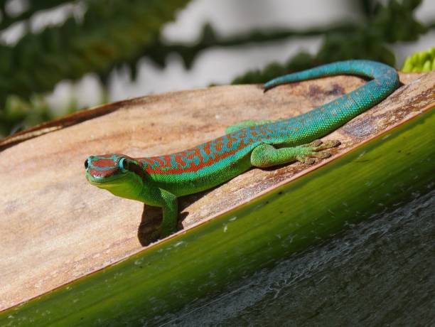 istock Ornate Day Gecko from Mauritius 1241518020