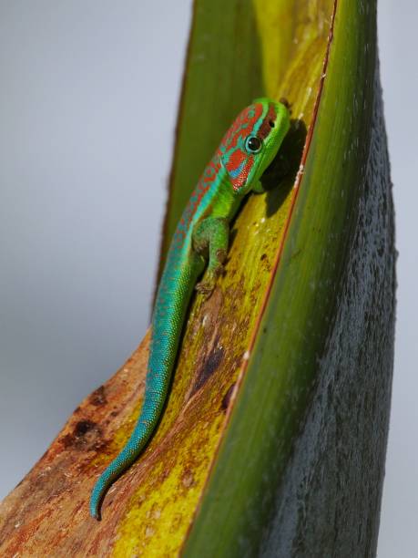 istock Ornate Day Gecko from Mauritius 1241520684