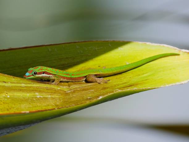 istock Ornate Day Gecko from Mauritius 1241520695