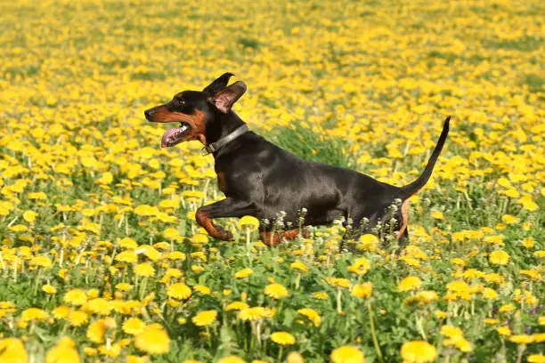 Photo of German Pinscher dog