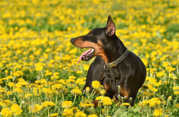 perro pinscher alemán - doberman fotografías e imágenes de stock