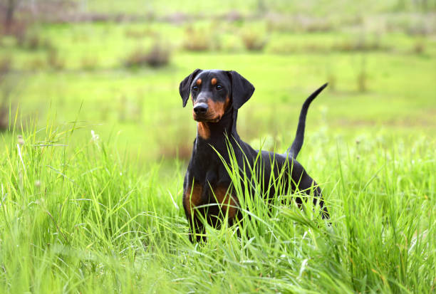 German Pinscher dog Tan-and-black German Pinscher or Doberman dog with uncropped tail and ears standing in green grass doberman stock pictures, royalty-free photos & images