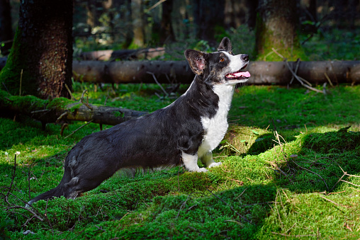Funny Cardigan Welsh Corgi sitting on green moss in forest on a sunny day