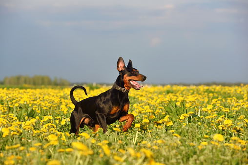 Tan-and-black German Pinscher running across yellow blooming dandelions field