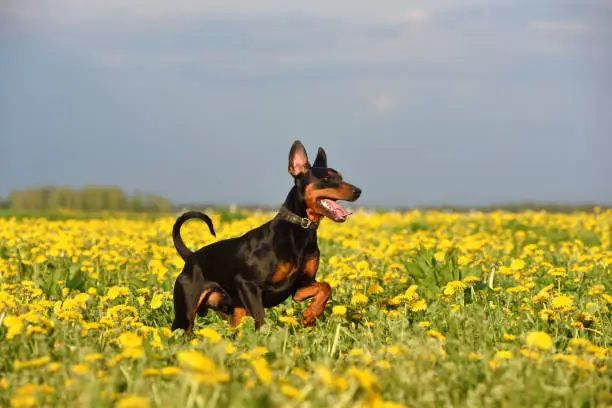 Photo of German Pinscher dog