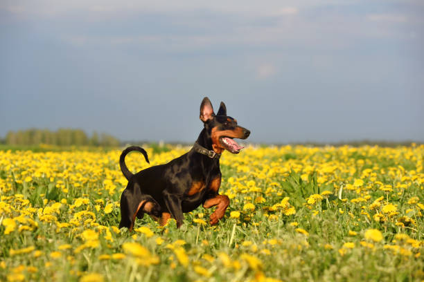 german pinscher dog - german countryside imagens e fotografias de stock