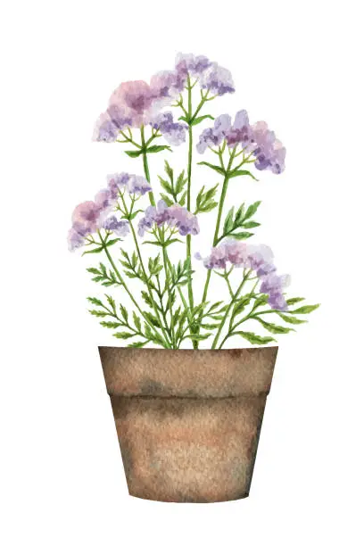 Vector illustration of Watercolor vector card with a valerian in a ceramic pot. Hand painted illustration for decor, postcards, invitations, kitchen, home and gardening. Decorative greenery collection isolated on white background.