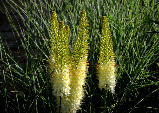 flower, plant, nature, purple, flowers, green, summer, field, lupine, meadow, blossom, spring, lupin, lavender, grass, bloom, wild, blue, garden, blooming, flora, herb, violet, landscape, beautiful, salvia, nemorosa, eremurus, stenophyllus, knautia, arvensis, bed, yellow, perennial, tall, gradually, park, ornamental flor, planta, naturaleza, púrpura, flores, verde, verano, campo, lupino, prado, flor, primavera, altraque, lavanda, hierba, flor, salvaje, azul, jardín, floración, flora, hierba, violeta, paisaje, hermoso, salvia, nemorosa, eremurus, estenofilo, knautia