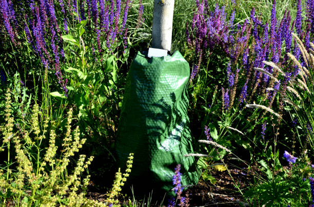 bag for irrigating trees and shrubs near a trunk green overgrown in a flowerbed with sage fashion purple watering water saving due to drip dosing is high bag, for, irrigating, trees, and, shrubs, near,a, trunk, green, overgrown, in a, flowerbed, with, sage, fashion, purple, watering, water, saving, due, to, drip, dosing, is, high, silo bag stock pictures, royalty-free photos & images
