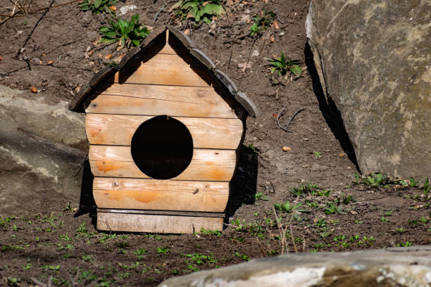 gebaut aus holz und holzplanken zwinger für hunde oder ein haus für das tier. - animal captivity building stock-fotos und bilder