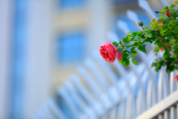In the summer, The roses are in full bloom, close-up