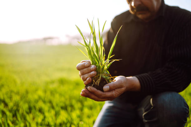 istock Young wheat sprout in the hands of a farmer. 1241549932