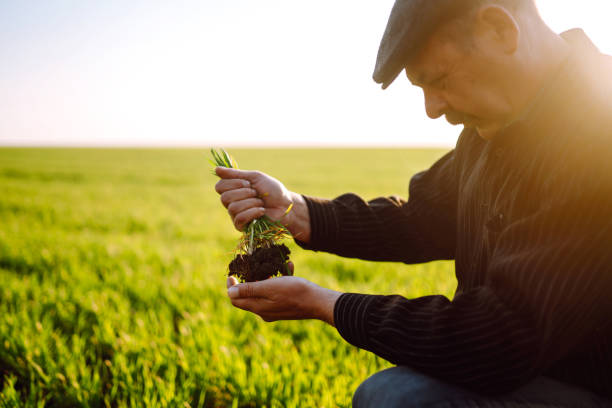istock Young wheat sprout in the hands of a farmer. 1241550700