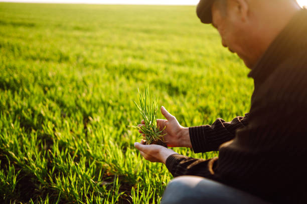 istock Young wheat sprout in the hands of a farmer. 1241551783