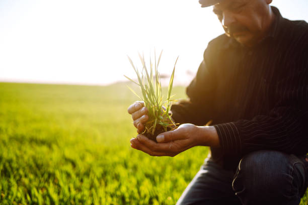 istock Young wheat sprout in the hands of a farmer. 1241551799