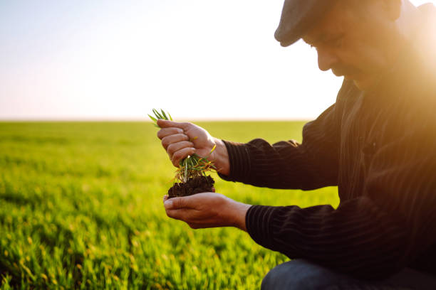 istock Young wheat sprout in the hands of a farmer. 1241552325