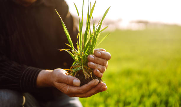 istock Young wheat sprout in the hands of a farmer. 1241552327