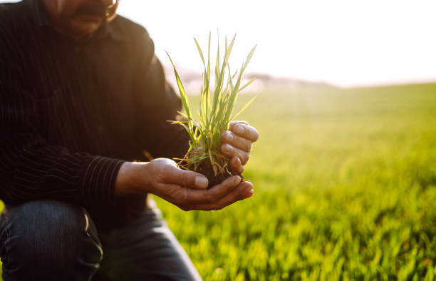 istock Young wheat sprout in the hands of a farmer. 1241553974