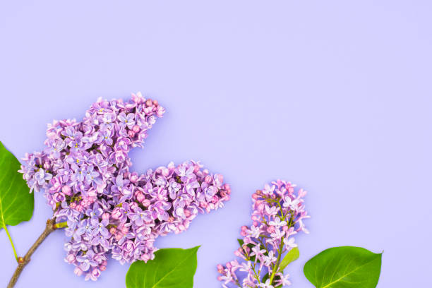 istock Light purple lilac branch on purple background. Spring flowers 1241554546
