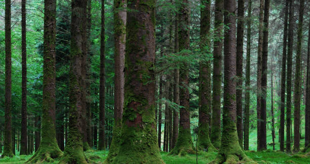 istock Trees at Gougane Barra National Forest Park 1241558401