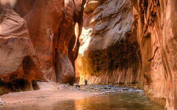 The Narrows The Narrows of the Virgin River in Zion National Park zion narrows stock pictures, royalty-free photos & images