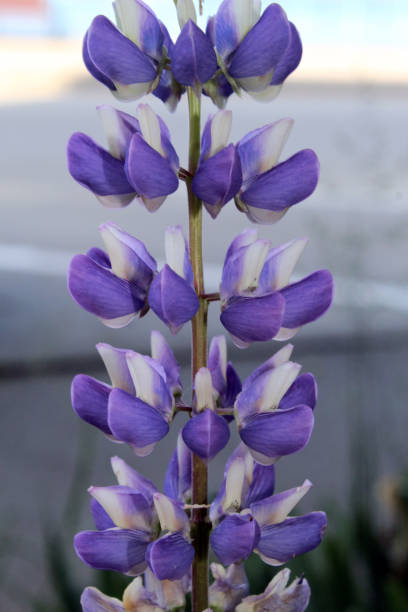 lupinus angustifolius in fiore; fiore viola - clover field blue crop foto e immagini stock