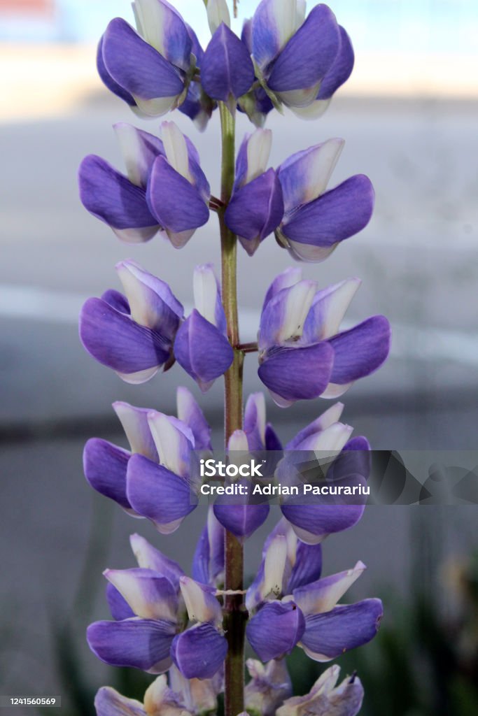 Lupinus angustifolius in bloom; purple flower Acid Stock Photo