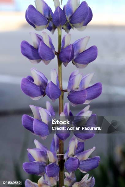 Lupinus Angustifolius In Bloom Purple Flower Stock Photo - Download Image Now - Acid, Agricultural Field, Agriculture