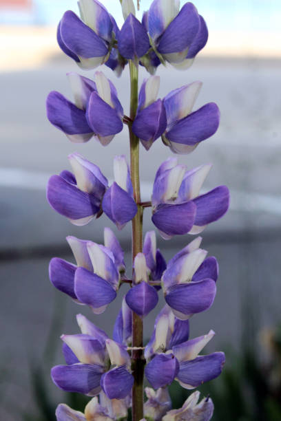 lupinus angustifolius в цвету; фиолетовый цветок - clover field blue crop стоковые фото и изображения