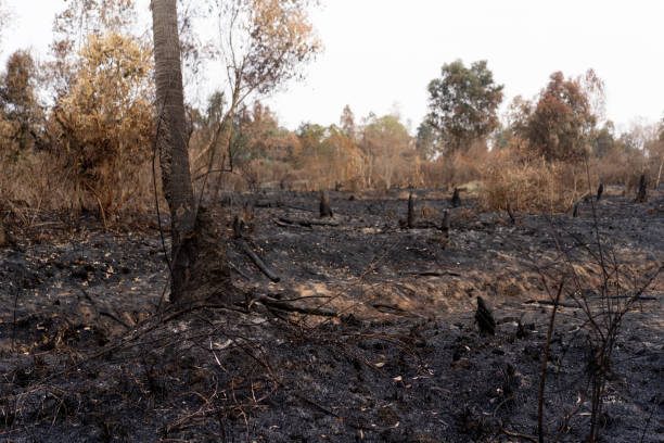 istock Forest after being burnt in thailand. 1241564462