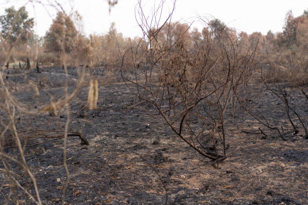 istock Trees destroyed by forest fires in Thailand 1241565509