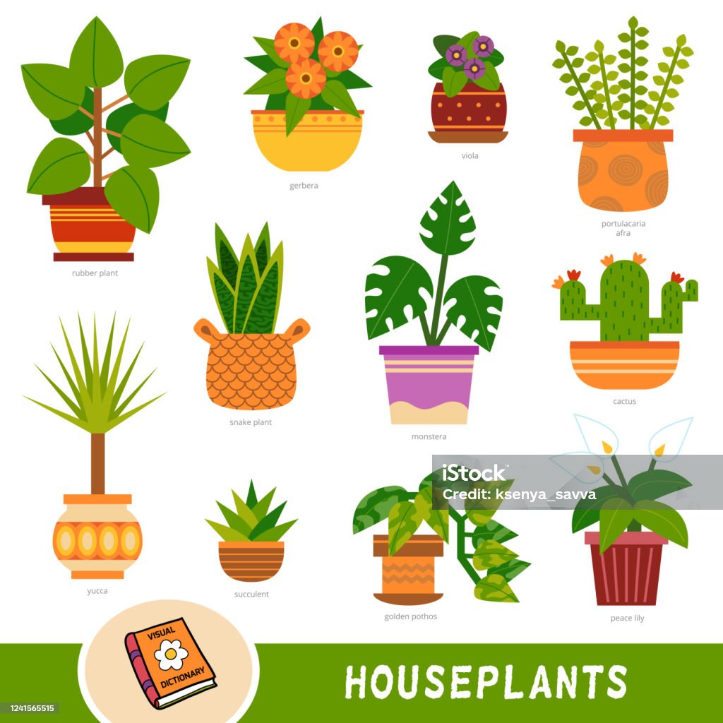 Ilustración de Conjunto De Colores De Plantas Domésticas Colección De Artículos De La Naturaleza Con Nombres En Inglés Diccionario Visual De Dibujos Animados Para Niños Sobre Flores y más Vectores Libres de Ilustración de Conjunto De Colores De Plantas Domésticas Colección De Artículos De La Naturaleza Con Nombres En Inglés Diccionario Visual De Dibujos Animados Para Niños Sobre Flores y más Vectores Libres de