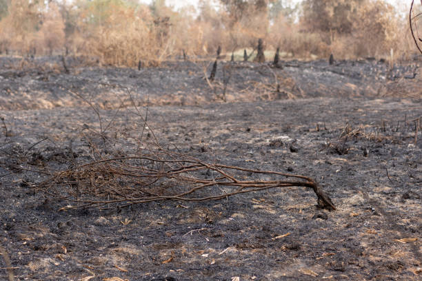 istock Forest after being burnt in thailand. 1241566048