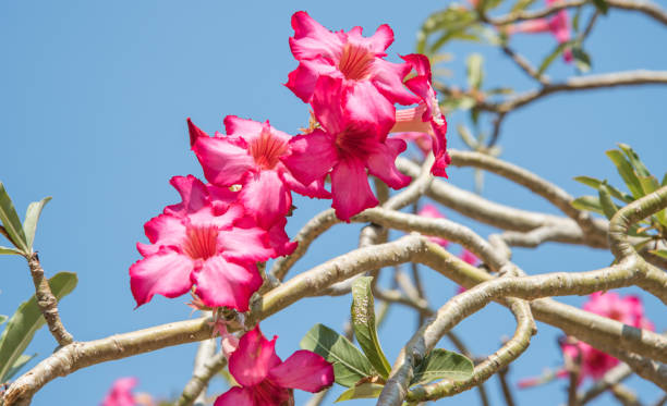 Pink Desert Rose Stunning details of a tropical desert rose flowering tree on a sunny day in Darwin, Australia adenium photos stock pictures, royalty-free photos & images