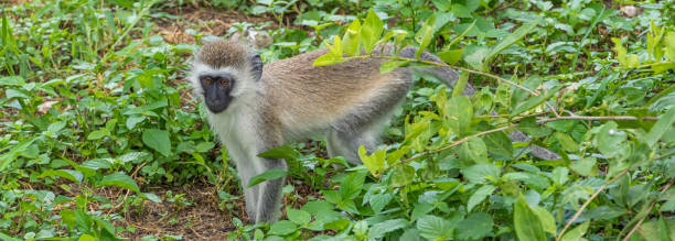 vervet monkey проходит через высокую траву в национальном парке тарангире - зелёная мартышка стоковые фото и изображения