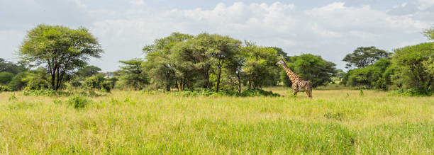 vista panoramica di una giraffa masai nella savana - masai giraffe foto e immagini stock