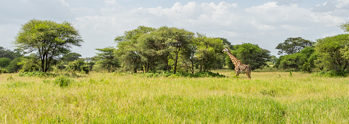 Panorama view of a Giraffe in the Savannah of Tarangire National Park. In the Background there are Trees and Bushes against bright Sky.