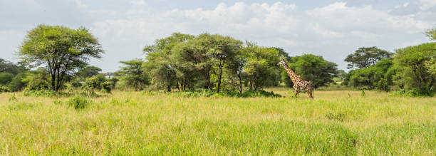 Panorama view of a Masai Giraffe in the Savannah Panorama view of a Giraffe in the Savannah of Tarangire National Park. In the Background there are Trees and Bushes against bright Sky. masai giraffe stock pictures, royalty-free photos & images
