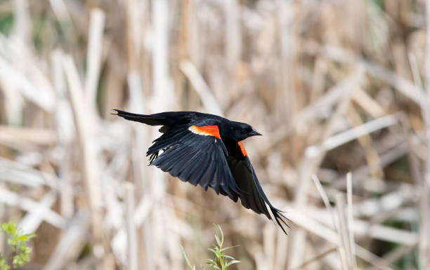 istock Red winged Blackbird Stock Photo 1241580595